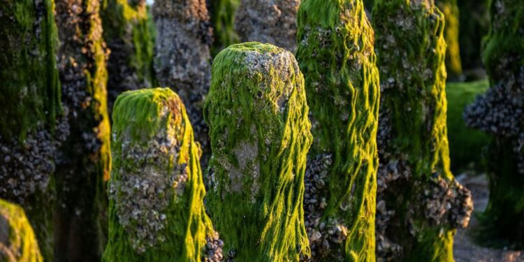 Algae Biofuel Pioneering the Future of Renewable Energy