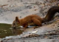 Can a Squirrel Swim And Can They Drown
