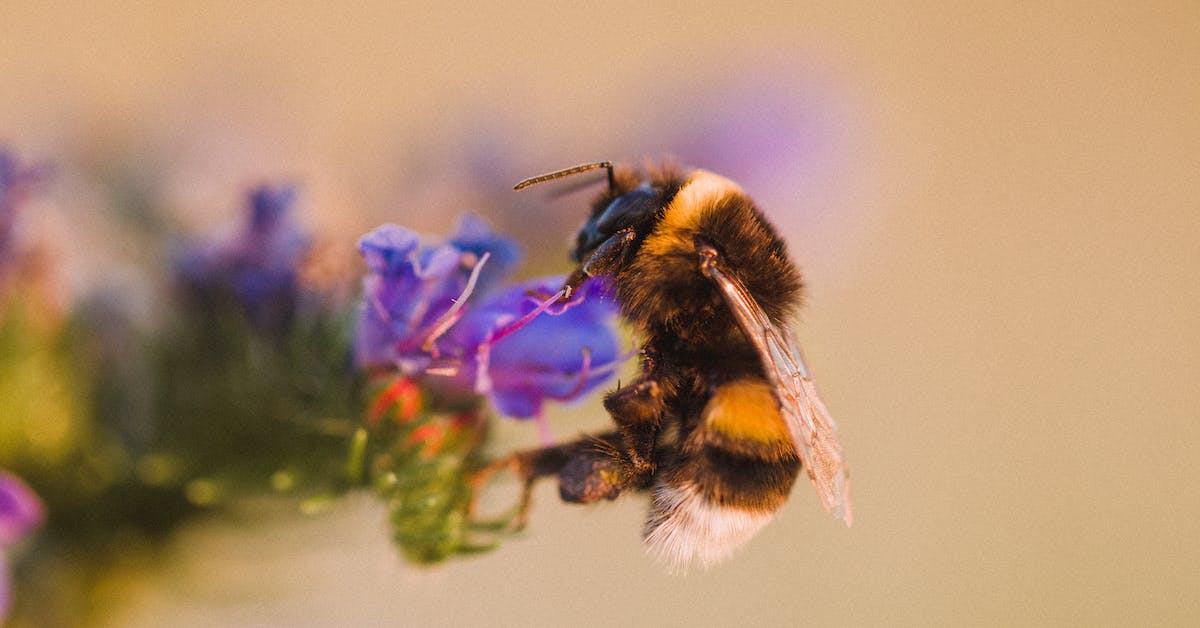 HOW FAR DO HONEY BEES TRAVEL FROM THEIR HIVE EXPLORING THEIR RANGE