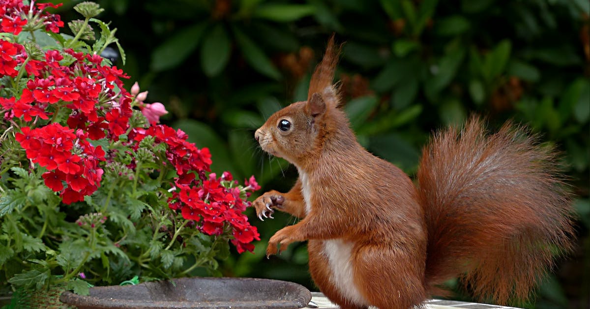 HOW FAR DO SQUIRRELS TRAVEL