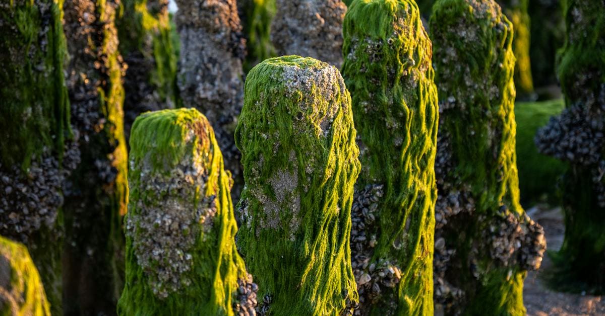 Algae Biofuel Pioneering the Future of Renewable Energy