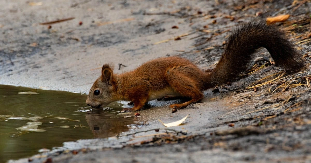 Can a Squirrel Swim And Can They Drown