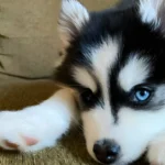 Understanding the Pomsky